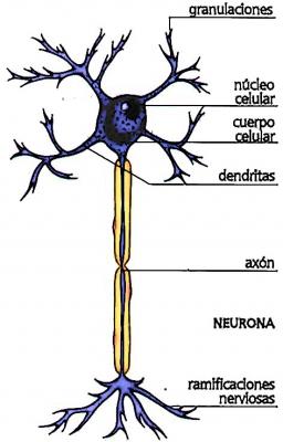 Composición de las neuronas